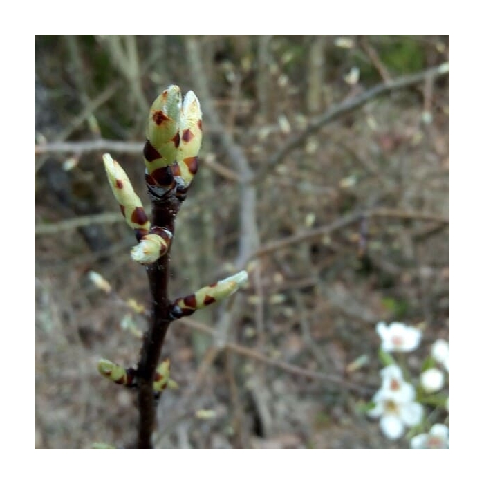 Poirier - Gemmothérapie bio