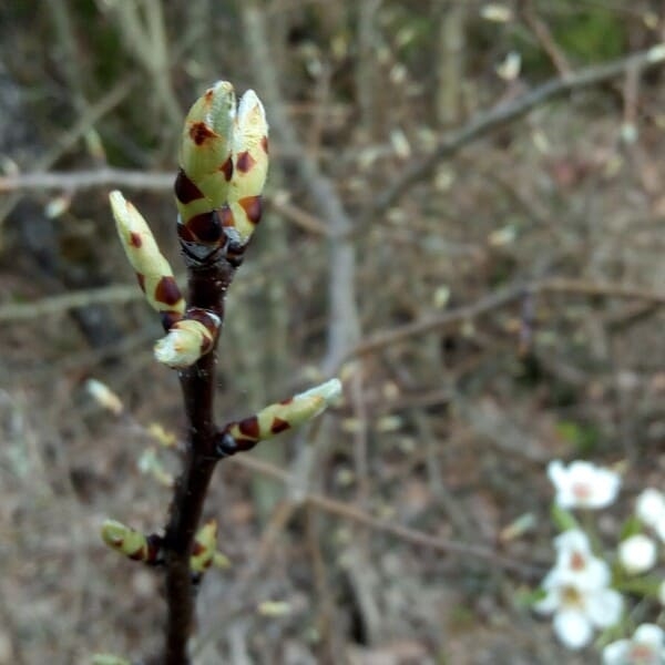 Poirier - Gemmothérapie bio