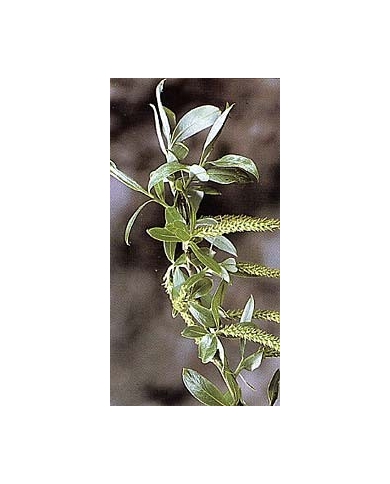 Saule blanc - Feuilles en vrac BIO Saule blanc - Feuilles en vrac BIO