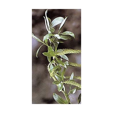 Saule blanc - Feuilles en vrac BIO Saule blanc - Feuilles en vrac BIO