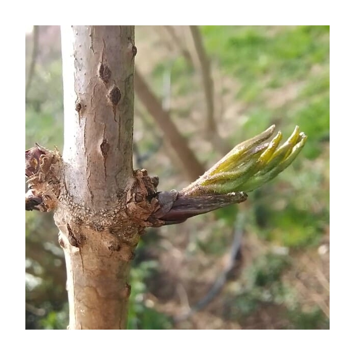 Sureau noir - Gemmothérapie bio