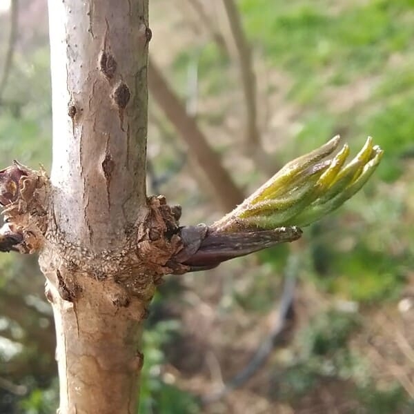 Sureau noir - Gemmothérapie bio