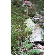 Valériane - Racines en vrac