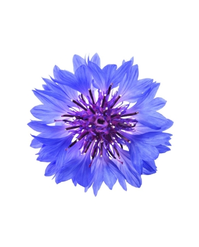 DÉMAQUILLANT YEUX MICELLAIRE - CERTIFIÉ BIO*** - 150 ml