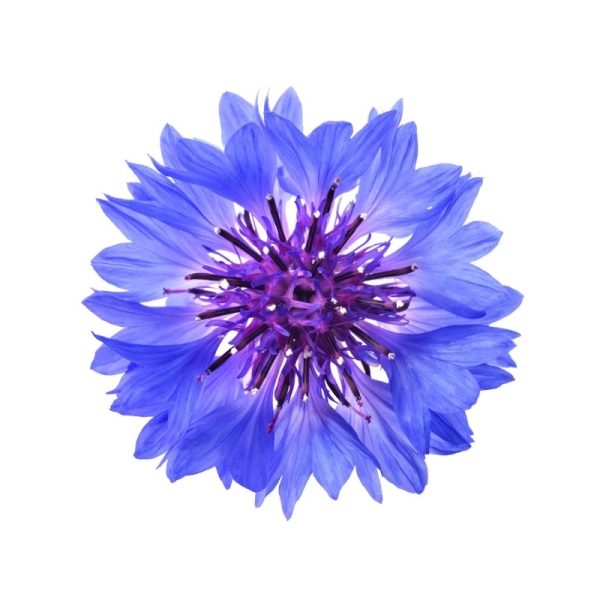 DÉMAQUILLANT YEUX MICELLAIRE - CERTIFIÉ BIO*** - 150 ml