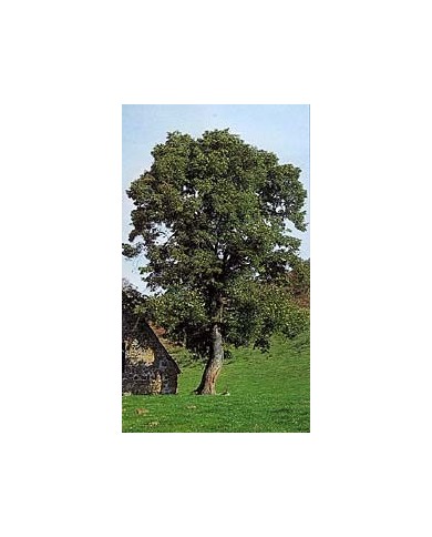 Aubier de Tilleul du Roussillon en baguettes BIO