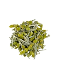 Ashwagandha Extrait de Plante fraîche Bio