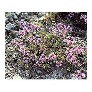 Serpolet - Feuilles en vrac Serpolet - Feuilles en vrac