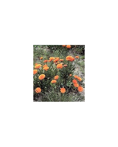 Souci - Fleurs en vrac Bio Souci - Fleurs en vrac Bio