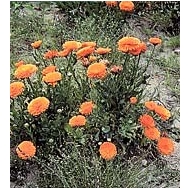 Souci - Fleurs en vrac Bio