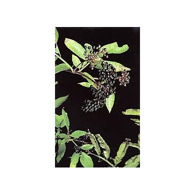 Sureau noir - Feuilles en vrac