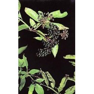 Sureau noir - Feuilles en vrac