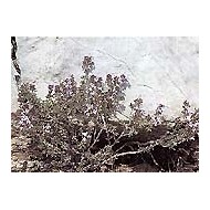 Thym de Provence - Feuilles en vrac