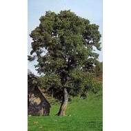 Tilleul - Bractées en vrac Bio