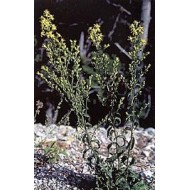 Solidage "Verge d'or" - Parties aériennes en vrac