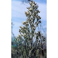 Vergerette du Canada - Parties aériennes en vrac