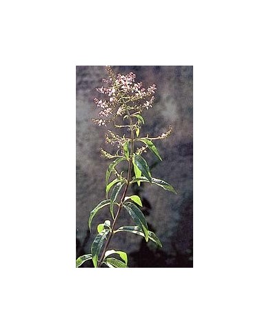 Verveine odorante - Feuilles en vrac BIO Verveine odorante - Feuilles en vrac BIO