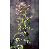 Verveine odorante - Feuilles en vrac BIO