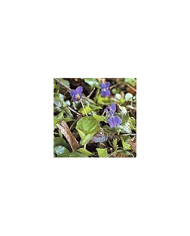 Violette - sommité en vrac Violette - sommité en vrac
