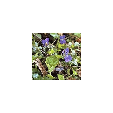Violette - sommité en vrac Violette - sommité en vrac