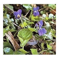 Violette - sommité en vrac Violette - sommité en vrac