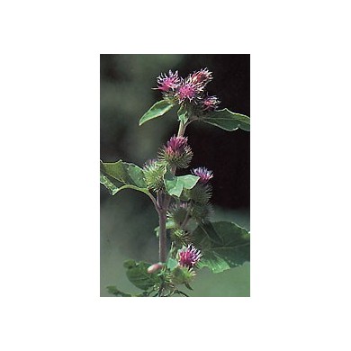 Bardane - Racines en vrac Bardane - Racines en vrac