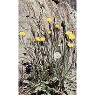 Pissenlit - Racines en vrac