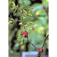 Cynorrhodon baies entières en vrac