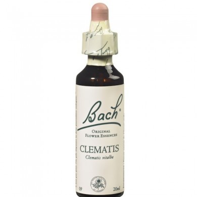 CLEMATIS (clématite des haies) 20 ml CLEMATIS (clématite des haies) 20 ml