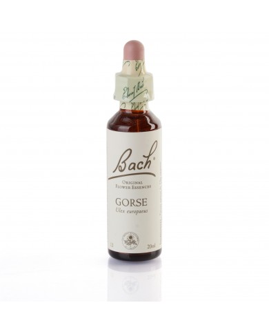 GORSE ( ajonc d'europe ) 20 ml GORSE ( ajonc d'europe ) 20 ml