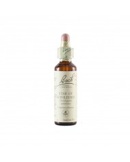 RED CHESTNUT ( marronnier à fleurs rouges ) 20 ml