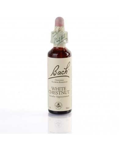 WHITE CHESTNUT ( marronnier d'inde à fleurs blanches ) 20 ml WHITE CHESTNUT ( marronnier d'inde à fleurs blanches ) 20 ml