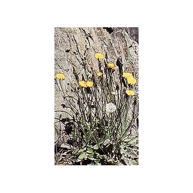 Pissenlit - Feuilles en vrac Pissenlit - Feuilles en vrac