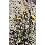 Pissenlit - Feuilles en vrac Pissenlit - Feuilles en vrac