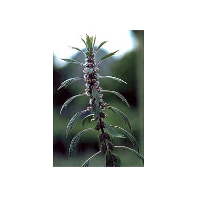 Agripaume - Sommité en vrac