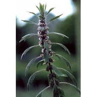 Agripaume - Sommité en vrac