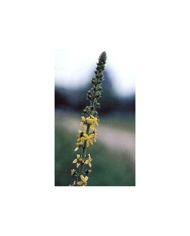 Aigremoine en vrac Aigremoine en vrac