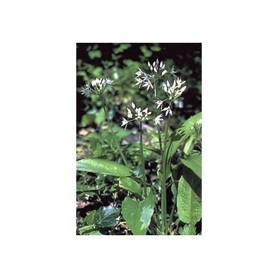 Ail des ours en vrac - Parties aériennes Ail des ours en vrac - Parties aériennes