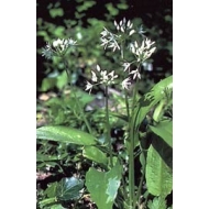 Ail des ours en vrac - Parties aériennes Ail des ours en vrac - Parties aériennes