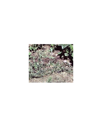 Arénaria (Sabline) - partie aérienne en vrac Arénaria (Sabline) - partie aérienne en vrac