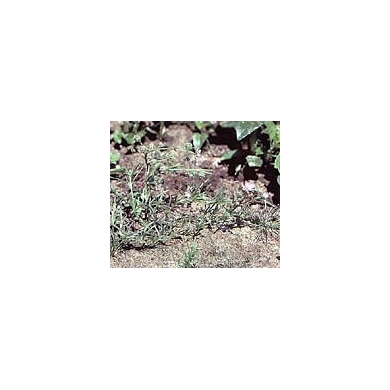 Arénaria (Sabline) - partie aérienne en vrac Arénaria (Sabline) - partie aérienne en vrac