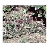 Arénaria (Sabline) - partie aérienne en vrac Arénaria (Sabline) - partie aérienne en vrac