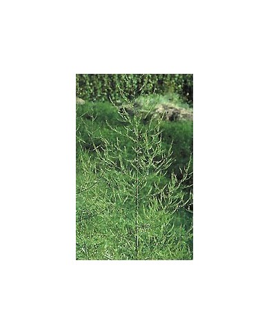 Asperge - Racines en vrac Asperge - Racines en vrac