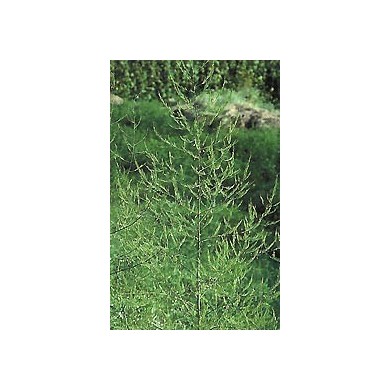 Asperge - Racines en vrac Asperge - Racines en vrac
