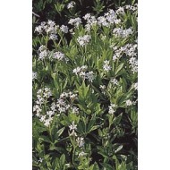 Aspérule odorante - Parties Aériennes en vrac