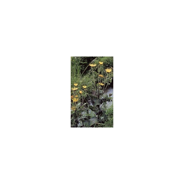 Aunée - Racine en vrac