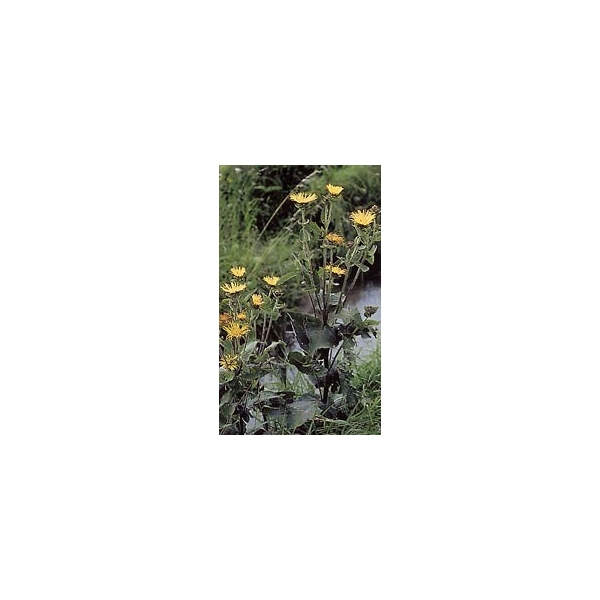 Aunée - Racine en vrac