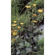 Aunée - Racine en vrac