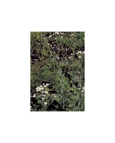 Balsamite - Menthe Coq en vrac Balsamite - Menthe Coq en vrac