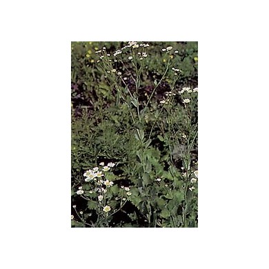 Balsamite - Menthe Coq en vrac Balsamite - Menthe Coq en vrac